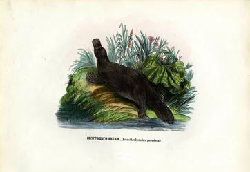 Ornitorinco, 1863-79
